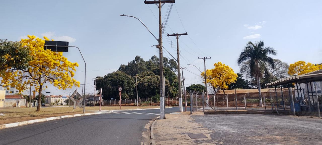Foto 6 de 31 — Florada dos ipês dá novo colorido a Araraquara e internautas enviam fotos; veja